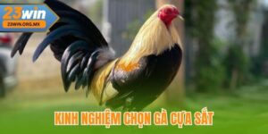 Kinh Nghiệm Chọn Gà Cựa Sắt