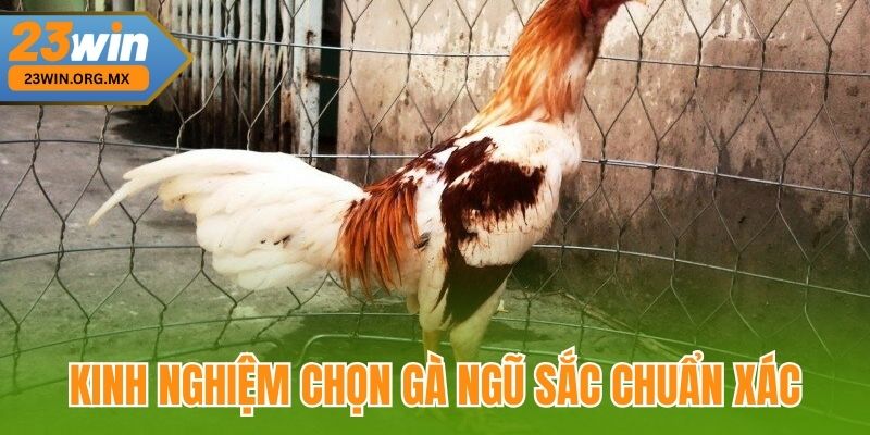 Kinh nghiệm chọn gà ngũ sắc chuẩn xác