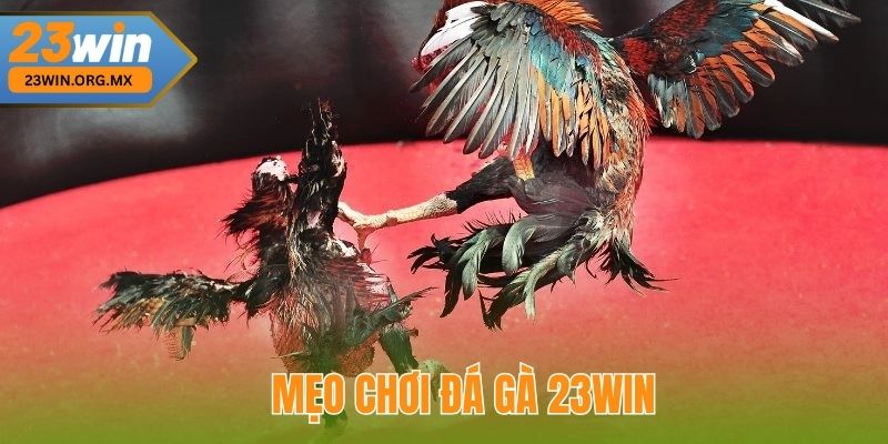 Mẹo Chơi Đá Gà 23WIN Để Tăng Cơ Hội Thắng Cược