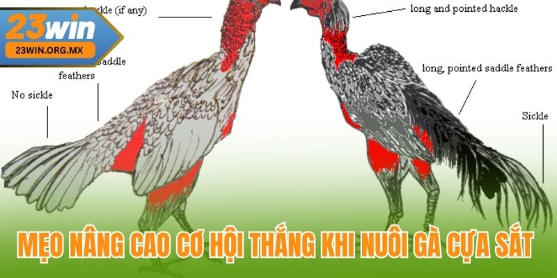 Mẹo nâng cao cơ hội thắng khi nuôi gà cựa sắt