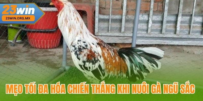Mẹo tối đa hóa chiến thắng khi nuôi gà ngũ sắc