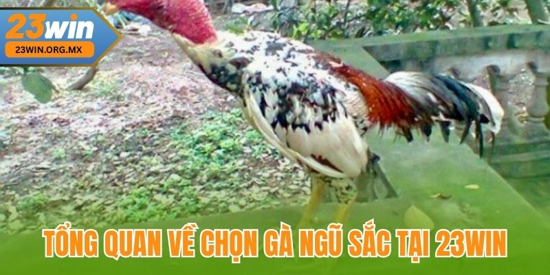 Tổng quan về chọn gà ngũ sắc tại 23WIN