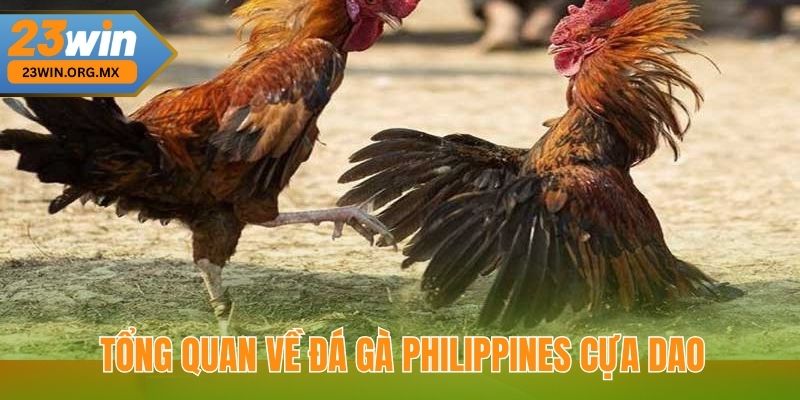 Tổng quan về đá gà Philippines cựa dao tại 23Win