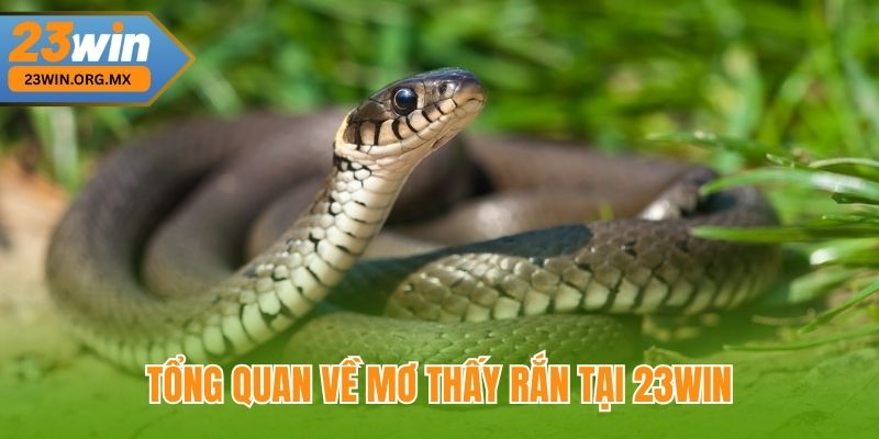 Tổng Quan Về Mơ Thấy Rắn Tại 23WIN